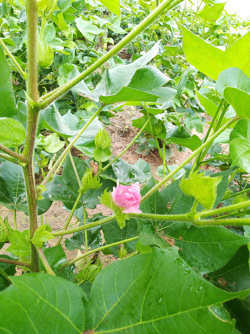 Cotton flower, pink, plant, HD phone wallpaper