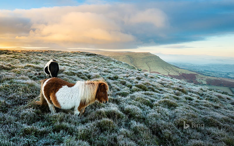 Wild ponies Brecon Beacons National Park 2018 Bing, HD wallpaper