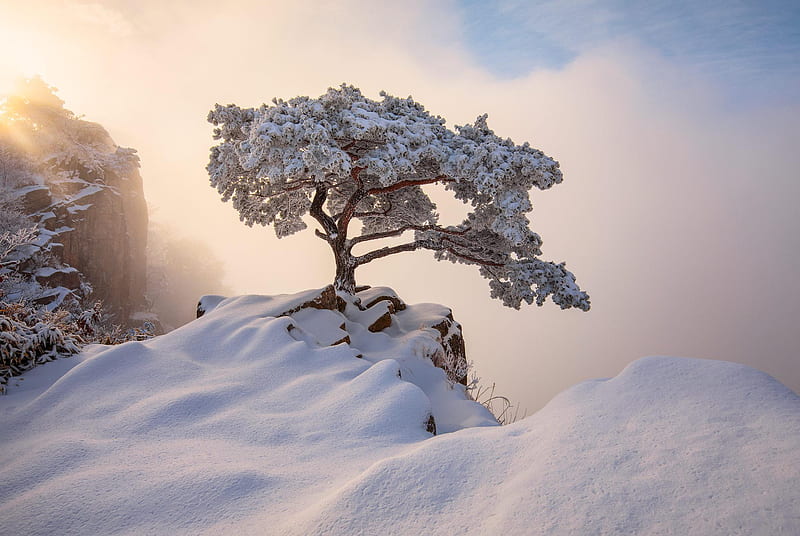 South Korea December Winter, winter, nature, HD wallpaper