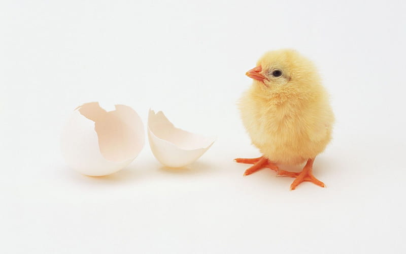 Hello! :), cute, egg, bird, chicken, orange, yellow, funny, white, HD wallpaper