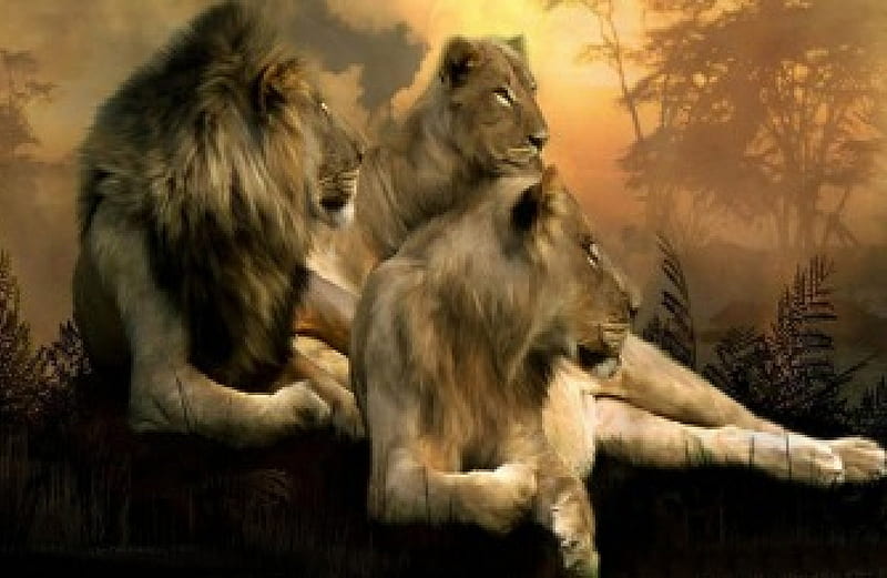 the pride, cute, male, female, jungle, three, lions, HD wallpaper