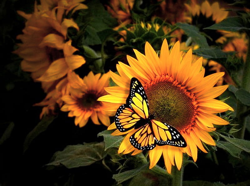 A stop on the sun, gold, sunflowers, brown, flowers, yellow, butterfly yellow and black, HD wallpaper
