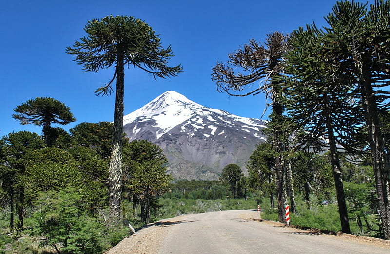 Araucaria Road, forest, National Park, bonito, trees, volcano, Villarrica, Chile, blue sky, road, snowy peaks, HD wallpaper