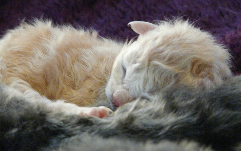 LaPerms Cat, kitten, curly cat, domestic cat, sleeping kitten, cats, cute animals, LaPerms, HD wallpaper