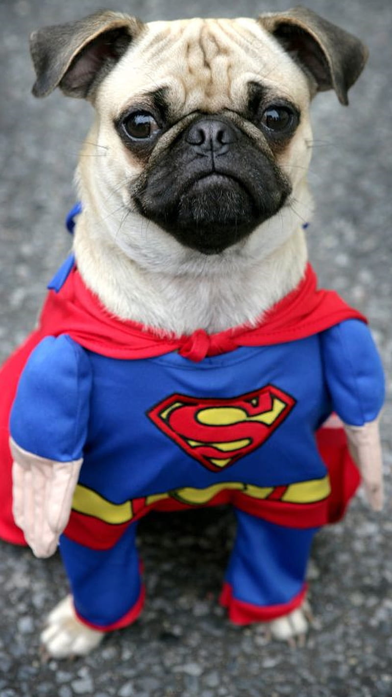 Super Pug, cute, dog, funny, hero, i6p, marvel, super man, HD phone wallpaper