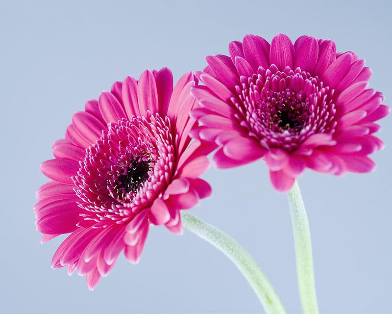 Pink Flower , flower, pick, HD wallpaper