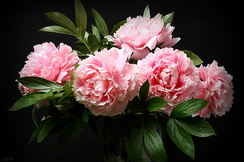 Flowers, Peony, Bouquet, Pink Flower, HD wallpaper