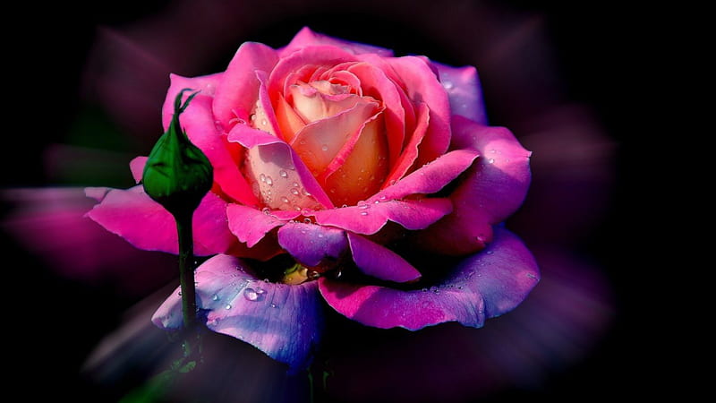 Bright Pink Rose, pink rose, graphy, roses, pink, HD wallpaper | Peakpx
