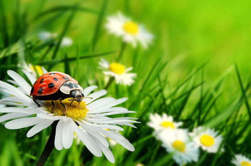 Spring freshness, pretty, lovely, grass, bonito, spring, freshness, ladybird, daisies, flowers, nature, meadow, harmony, HD wallpaper