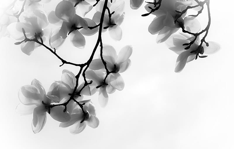 Magnolia Dreams, dreams, flowers, magnolia, white, HD wallpaper