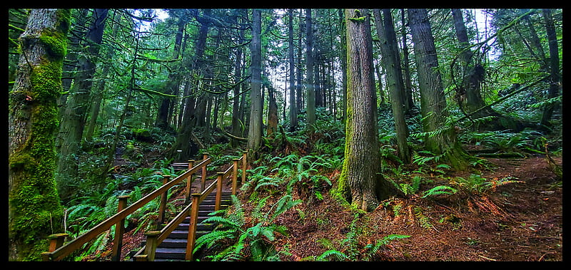 Stairway to heaven, forest, forests, green, hike, hiking, pacific northwest, pnw, stairs, trail, HD wallpaper