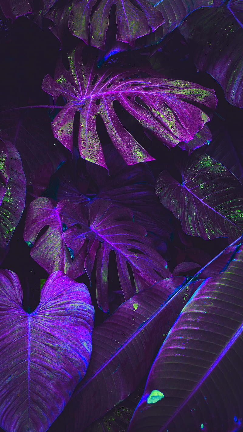 Fluorescence Water, nature, outdoors, graphy, plants, psicodelia, retrowave, surreal, synthwave, tropical, vaporwave, HD phone wallpaper