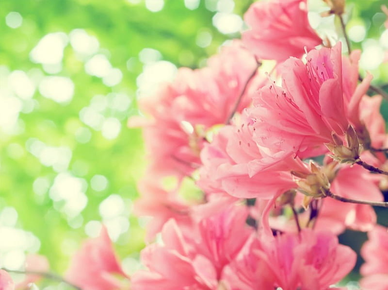 Azalea, flower, blooming, pink, elegant, HD wallpaper | Peakpx