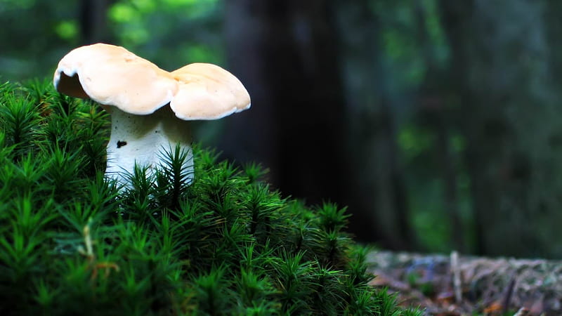 mushroom-Plants graphy, HD wallpaper