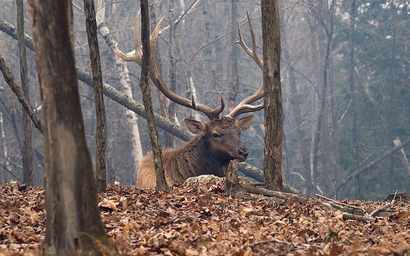 autumn, forest, deer, antlers, wildlife, HD wallpaper