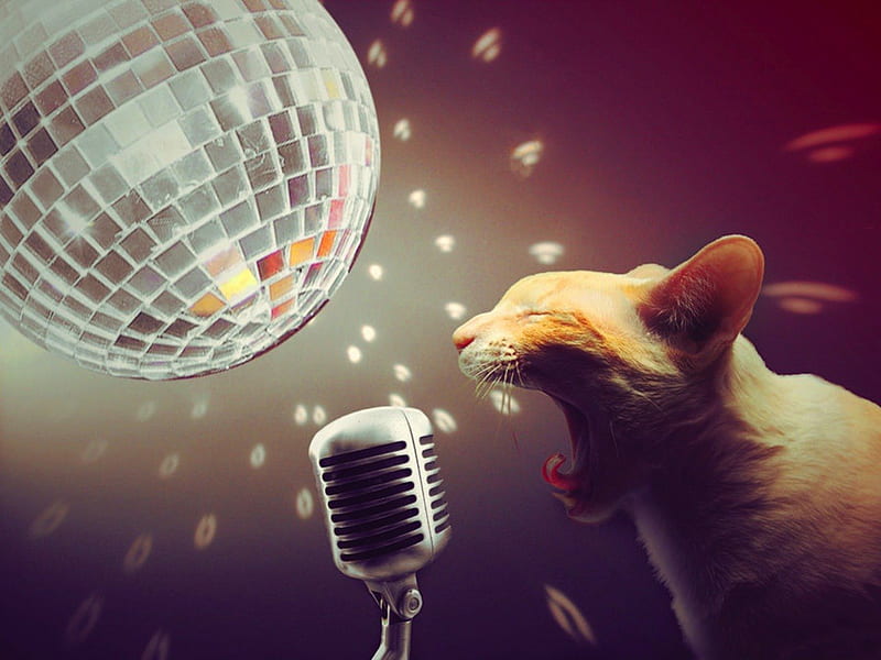 Rock 'n' Rolling, music, funny, singing, cats, rock and roll, HD wallpaper