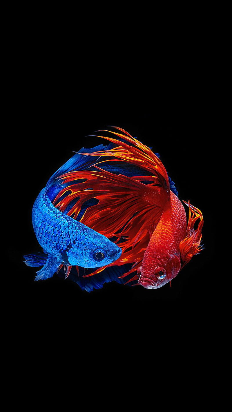 Colorful Carps Koi Fishes Underwater 4K HD Fish Wallpapers | HD Wallpapers  | ID #111350