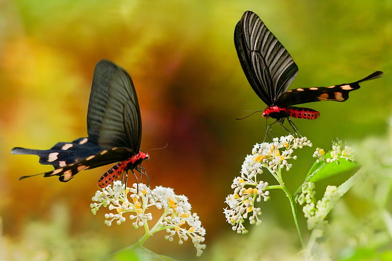 Butterflies, red, fuyi chen, orange, black, butterfly, green, flower, insect, couple, HD wallpaper