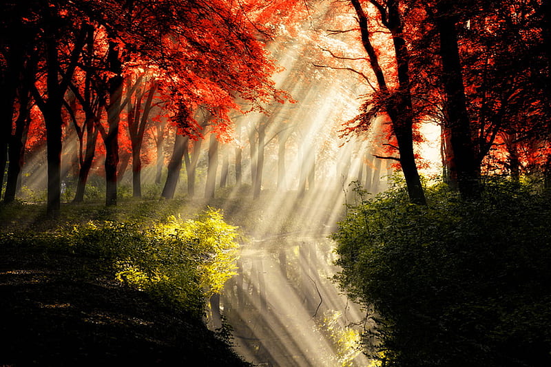 Heavens rays, autumn, sun rays, trees, bushes, red leaves, HD wallpaper