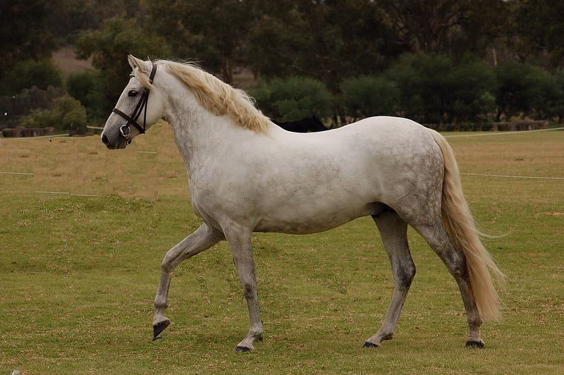 lipizzan horse, lords horse, great white, austen, gris, dressage, spanish horse, HD wallpaper
