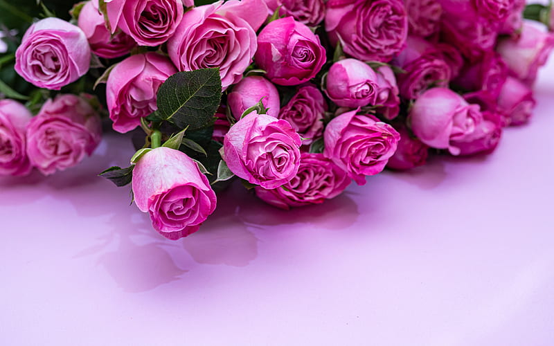 pink roses, pink floral background, bouquet of roses, pink flowers, roses, HD wallpaper