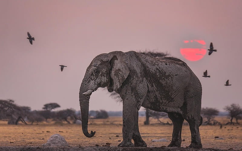 elephant, savanna, Africa, sunset, elephants, HD wallpaper