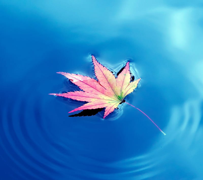 Maple Leaf, ripple, water, HD wallpaper