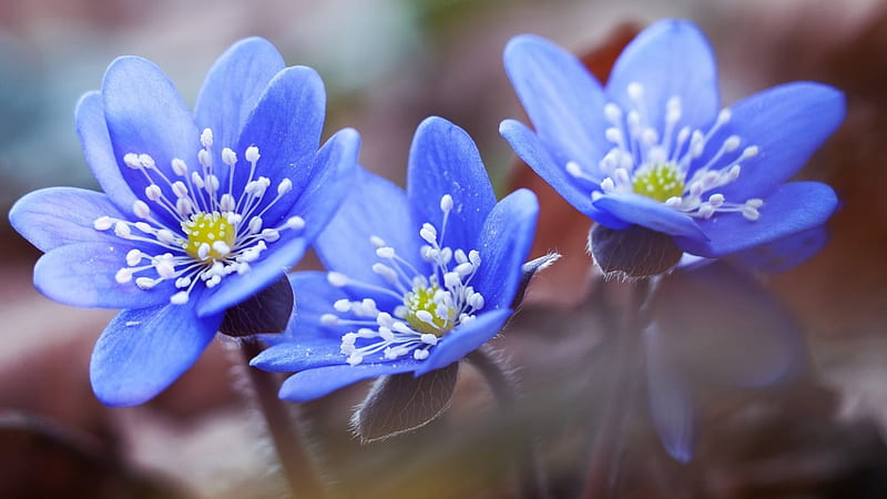 Flowers, Forget-Me-Not, Blue Flower, Flower, HD wallpaper