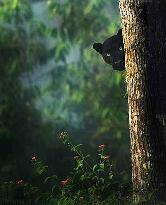 What is a black panther? - Discover Wildlife