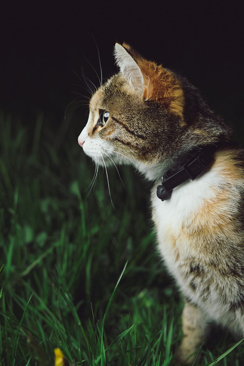 calico cat standing on grass field, HD phone wallpaper