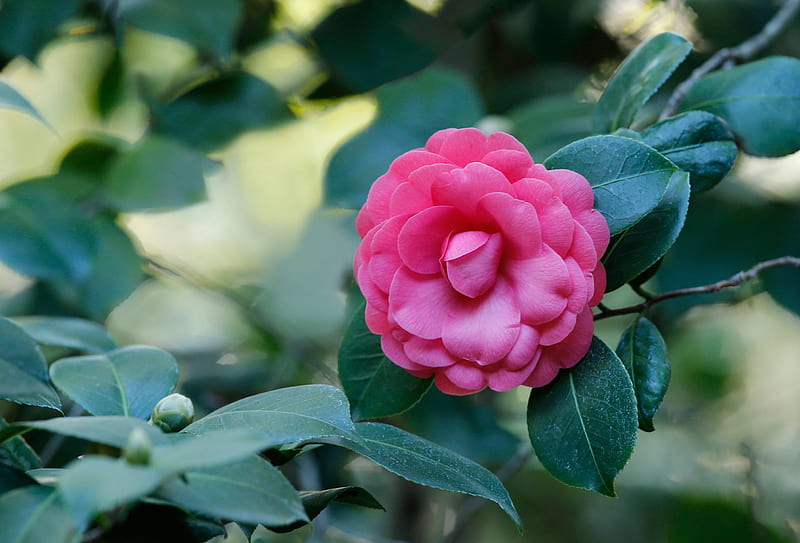 Camellia, Pink, Branches, Flowers, HD wallpaper