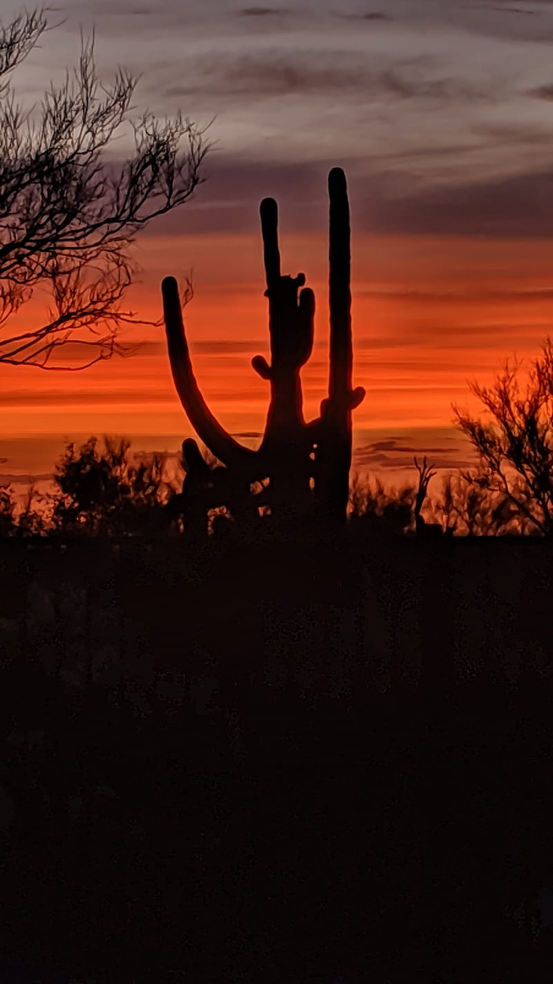 Desert Sunset, cactus, saguaro, HD phone wallpaper