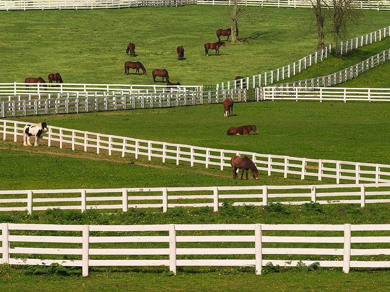 Thoroughbred Horses Grazing - Lexington, Kentucky, farmland, fences, thoroughbred, grazing, white fences, fields, horses, race horses, HD wallpaper