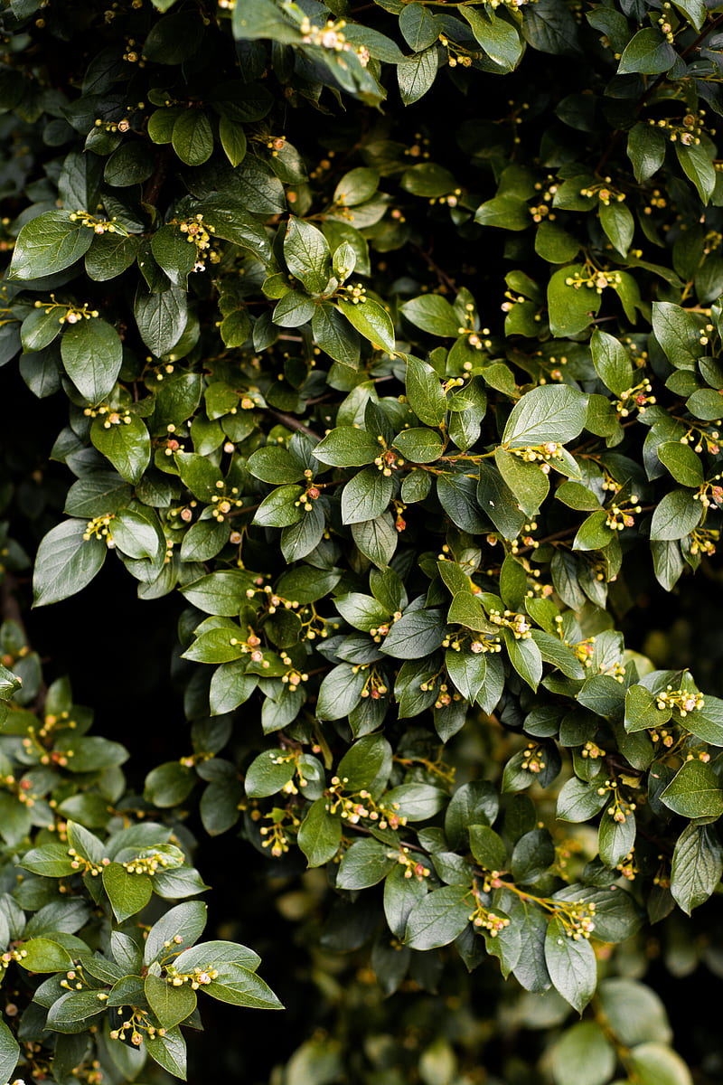 bush, leaves, branches, plant, green, HD phone wallpaper