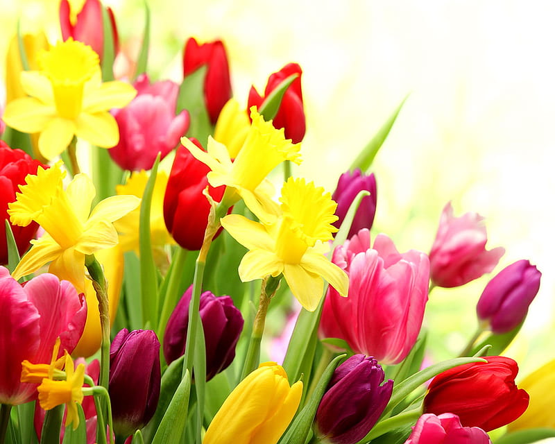 Spring Flowers, tulips, HD wallpaper | Peakpx