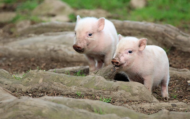 piglets, small funny animals, farm, pink pigs, trees, HD wallpaper