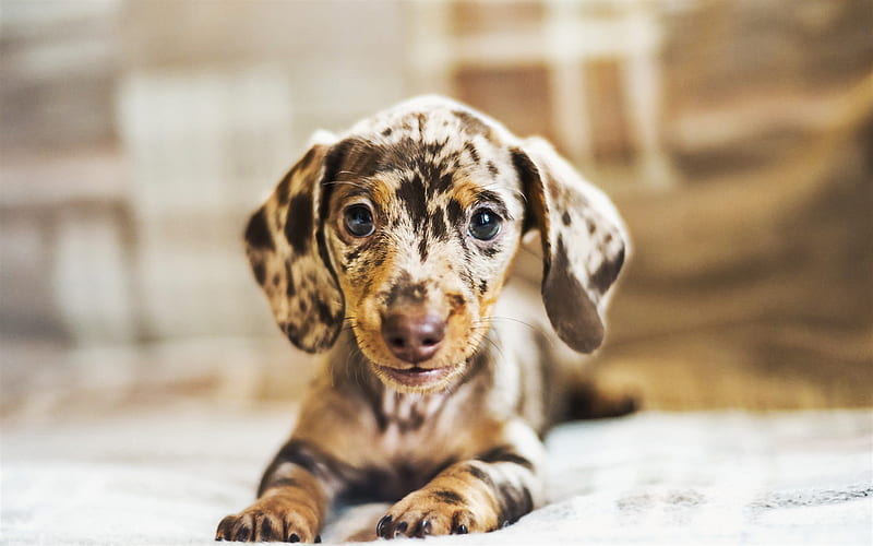 Dachshund, spotted dog, dogs, puppy, colorful dachshund, pets, cute animals, Dachshund Dog, HD wallpaper