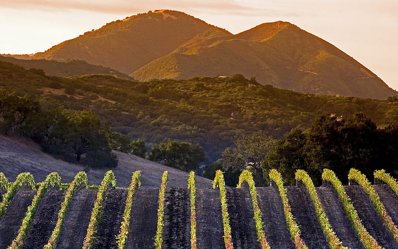 Central Coast vineyards California 2020 Bing, HD wallpaper