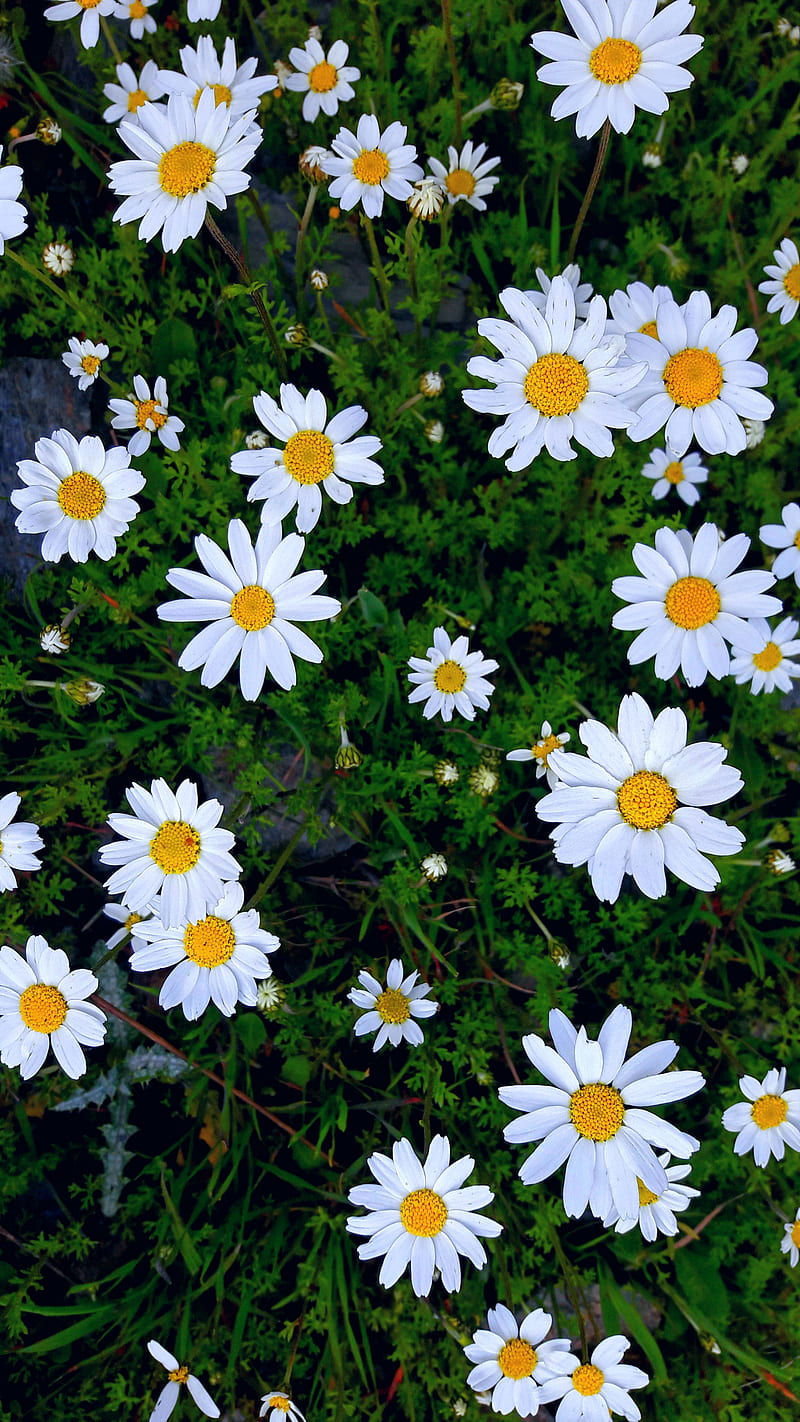 Nice , cool, daisy, flower, HD phone wallpaper