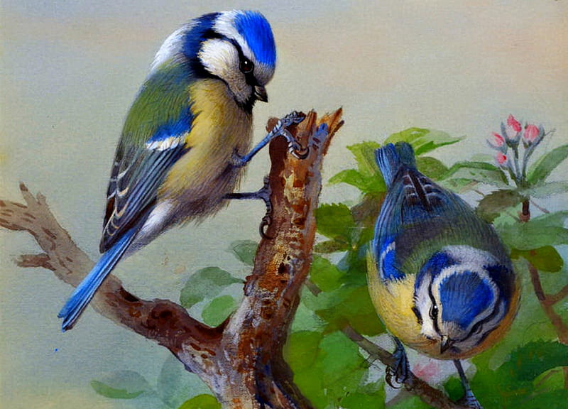 Birds, rosemary millette, branch, titmouse, cute, green, bird, painting, pitigoi, pictura, couple, tit, blue, HD wallpaper