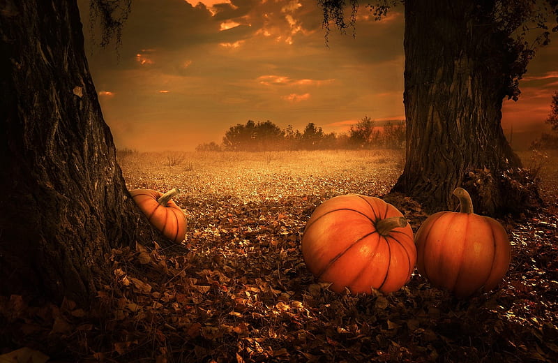 Autumn Forest, Trees, Halloween, Meadow, Pumpkins, HD wallpaper