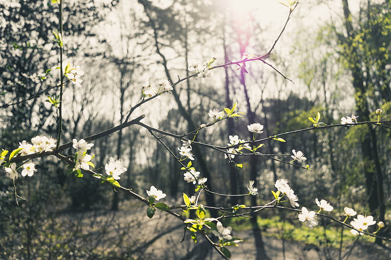 Selective Focus of a White-flowering Tree in the Middle of Woods during Day, HD wallpaper