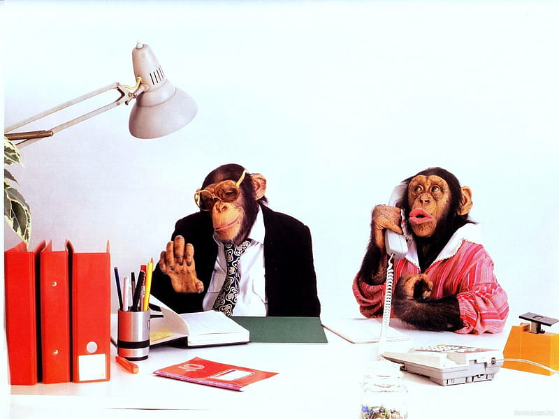 A day at the office, cute, monkey, office, work, fun, funny, HD wallpaper |  Peakpx