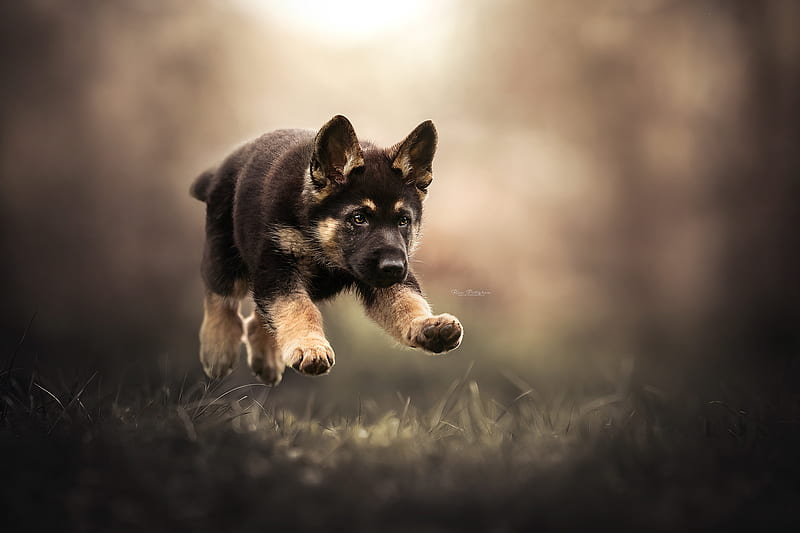 Dogs, German Shepherd, Puppy , Baby Animal, HD wallpaper