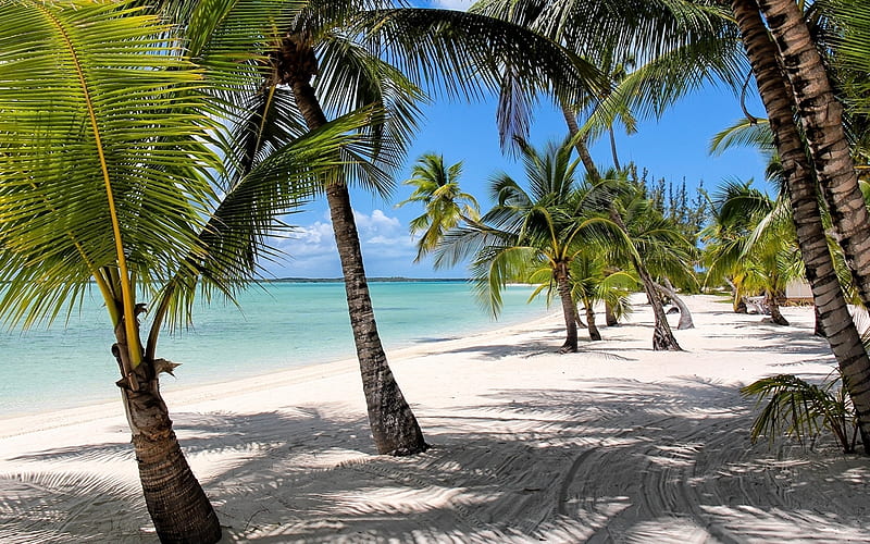 Beach in Bahamas, Bahamas, beach, ocean, palms, sand, HD wallpaper