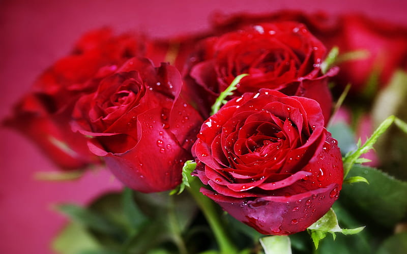 ️, Red, Roses, Flowers, Three, HD wallpaper | Peakpx ️, Red, Roses, Flowers, Three, HD wallpaper | Peakpx