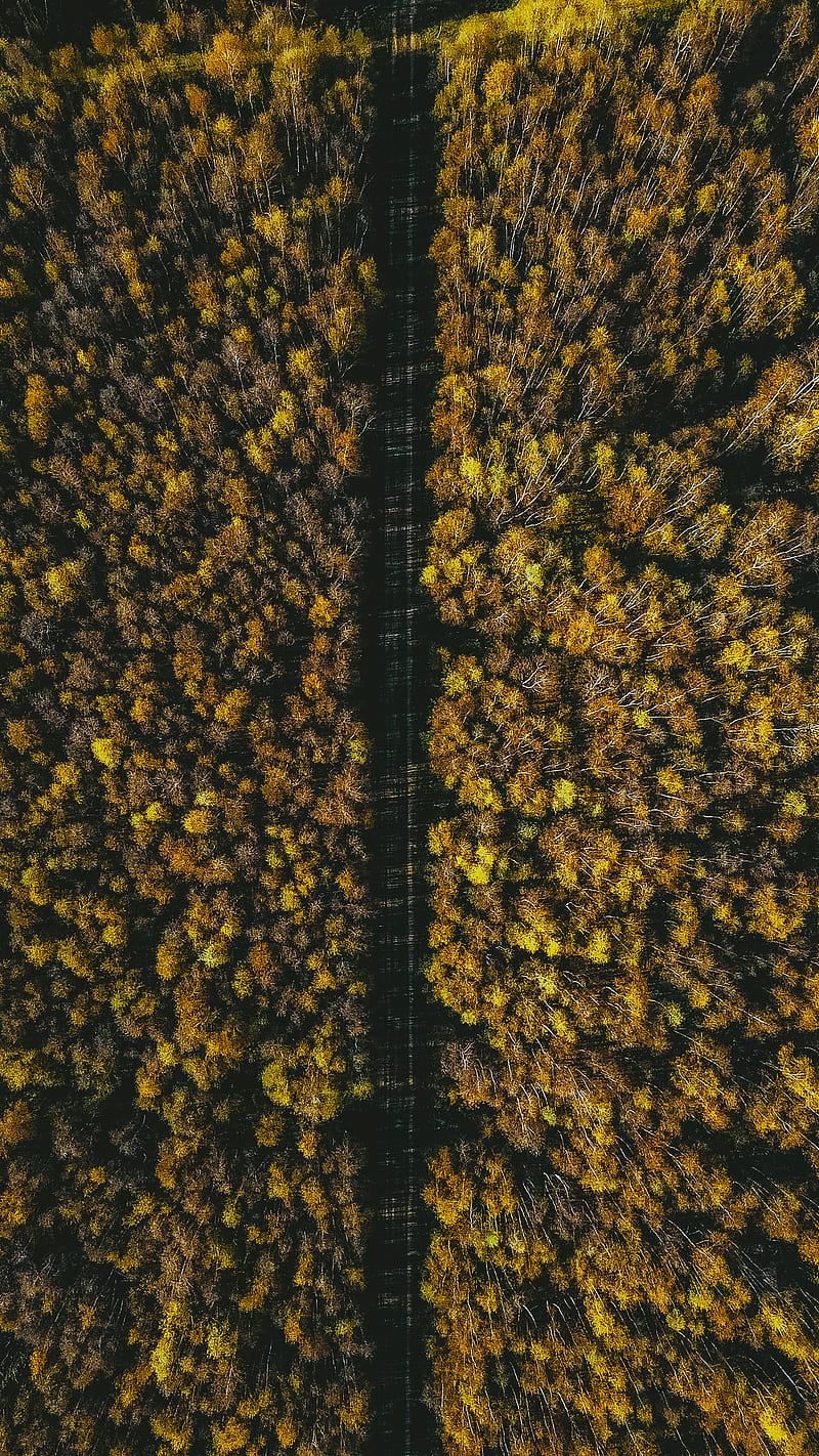 Yellow and Green Leaf Trees, HD phone wallpaper