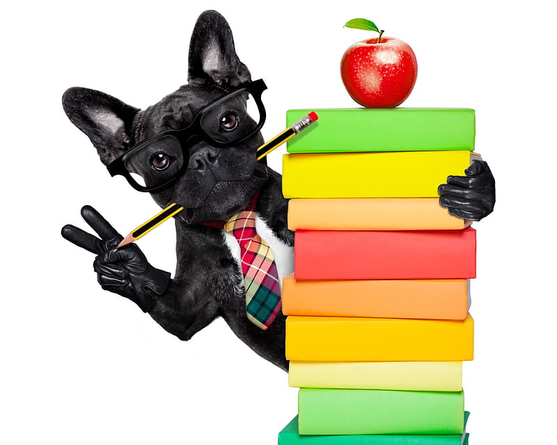 :), apple, books, glasses, caine, black, animal, fruit, school, funny, dog, HD wallpaper