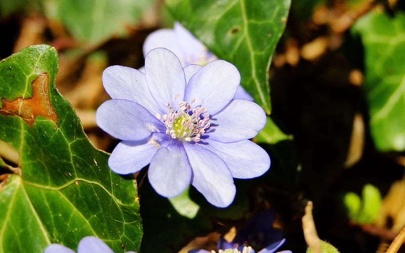 pale blue flower-Flowers, HD wallpaper