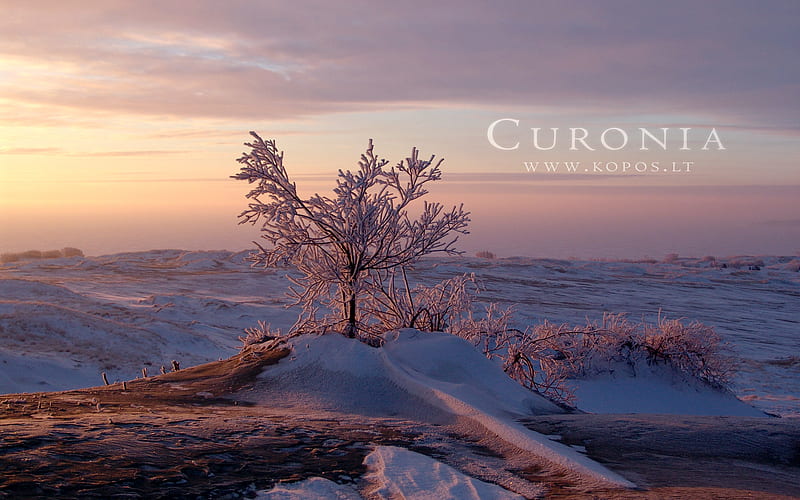 Pink morning in Curonia in winter, hoar, kurische, curonia, bonito, magic, snowy, spit, sand, dunes, fabulously, nehrung, beauty, morning, pink, frost, harmony, kopos, curonian, winter, spirit, rime, purple, violet, snowdrifts, nature, white, frozen, landscape, HD wallpaper